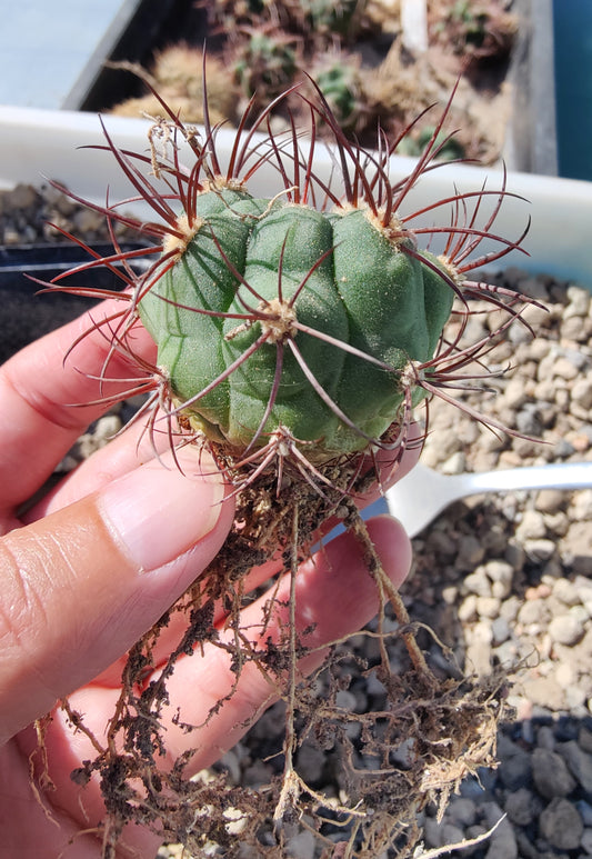 Gymnocalycium saglionis VoS 18-2478 (plante)