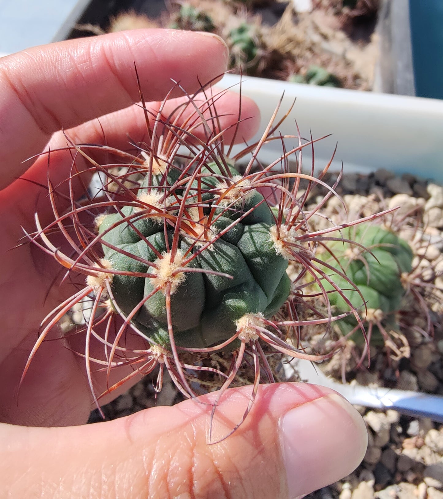 Gymnocalycium saglionis VoS 18-2478 (plante)