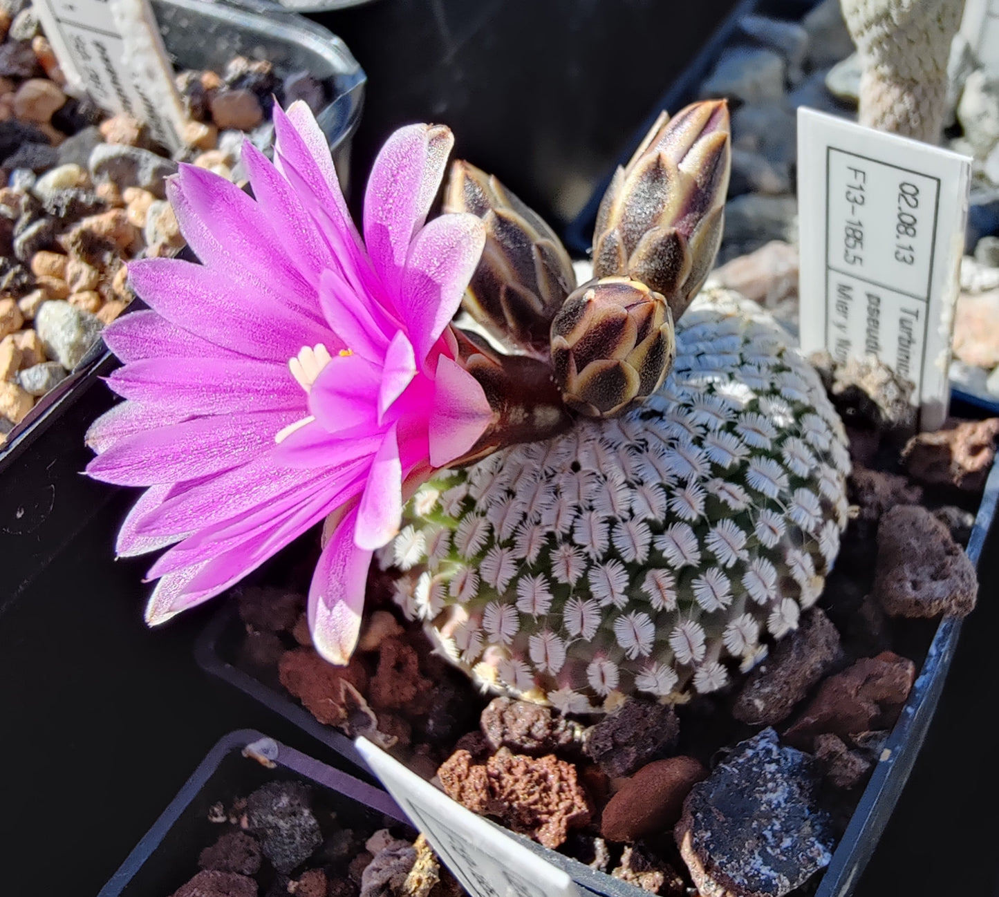 Turbinicarpus pseudopectinatus, Mier y Noriega (rosa) (10 frø)