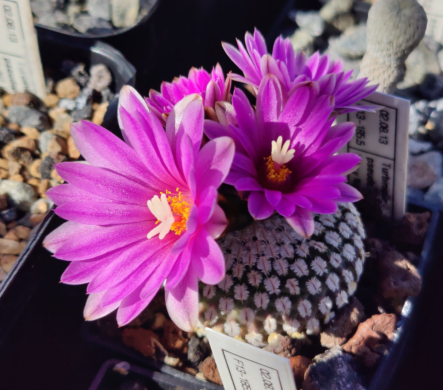 Turbinicarpus pseudopectinatus, Mier y Noriega (rosa) (10 frø)