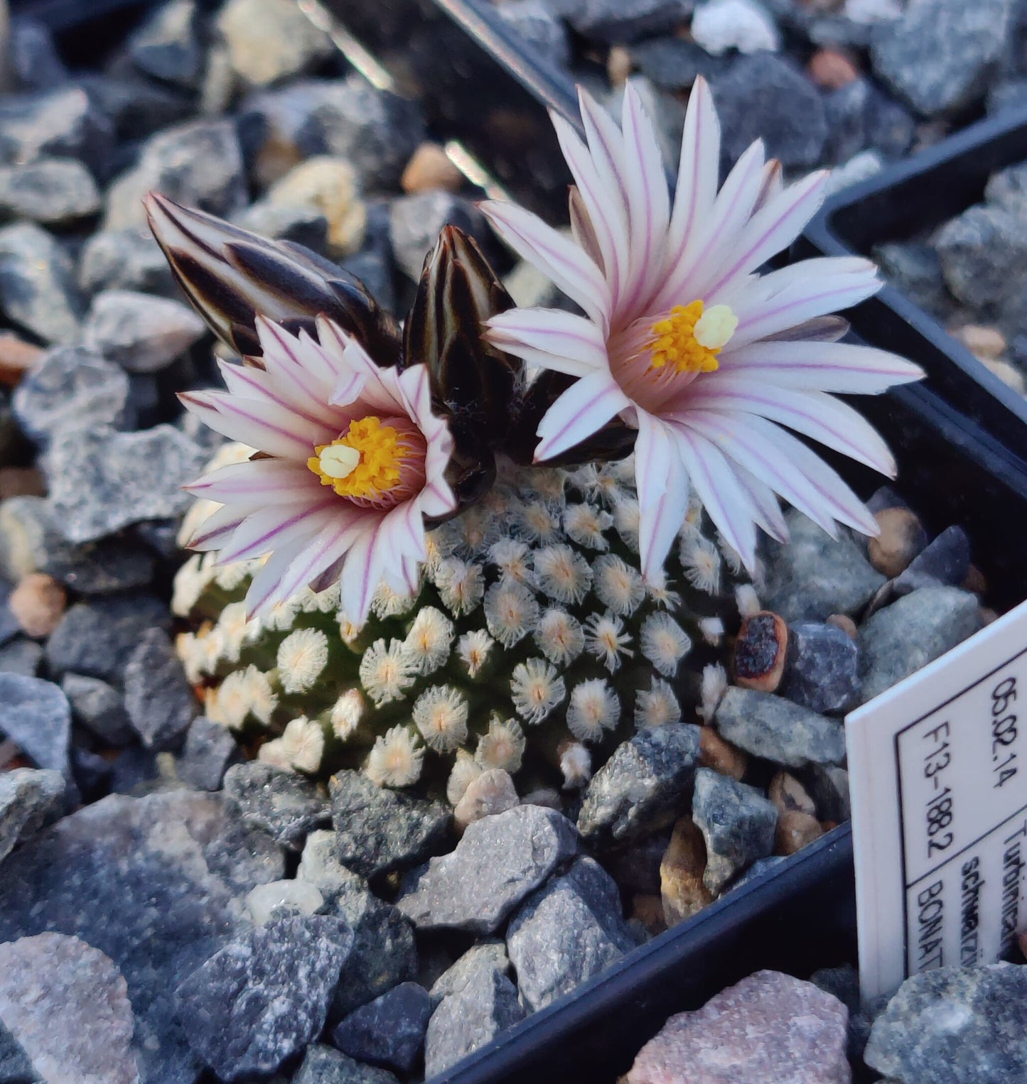 Turbinicarpus valdezianus var. albiflorus SB 250 (10 frø)