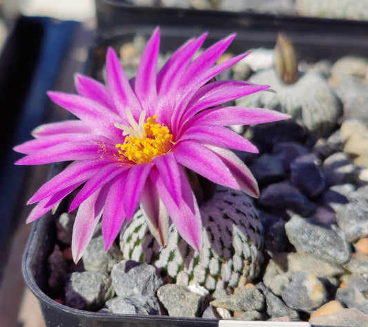 Turbinicarpus pseudopectinatus, El Galito (10 frø)