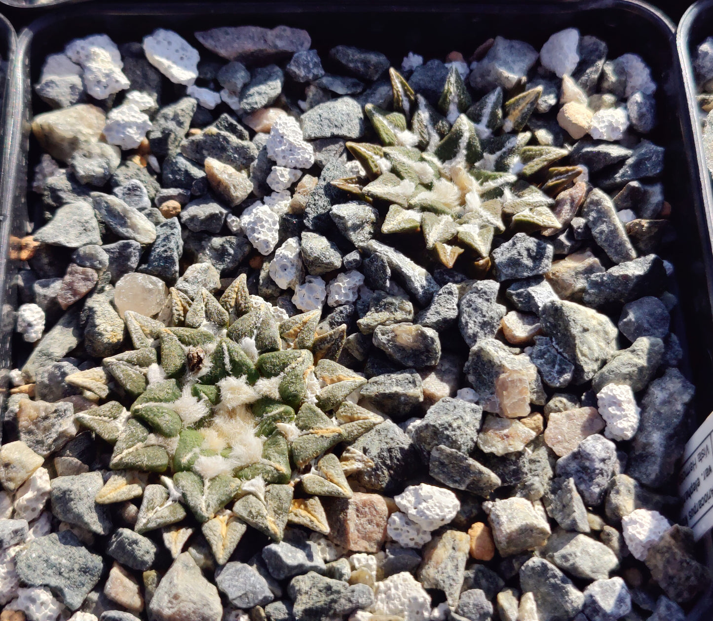 Ariocarpus kotschoubeyanus var. elephantidens (10 frø)