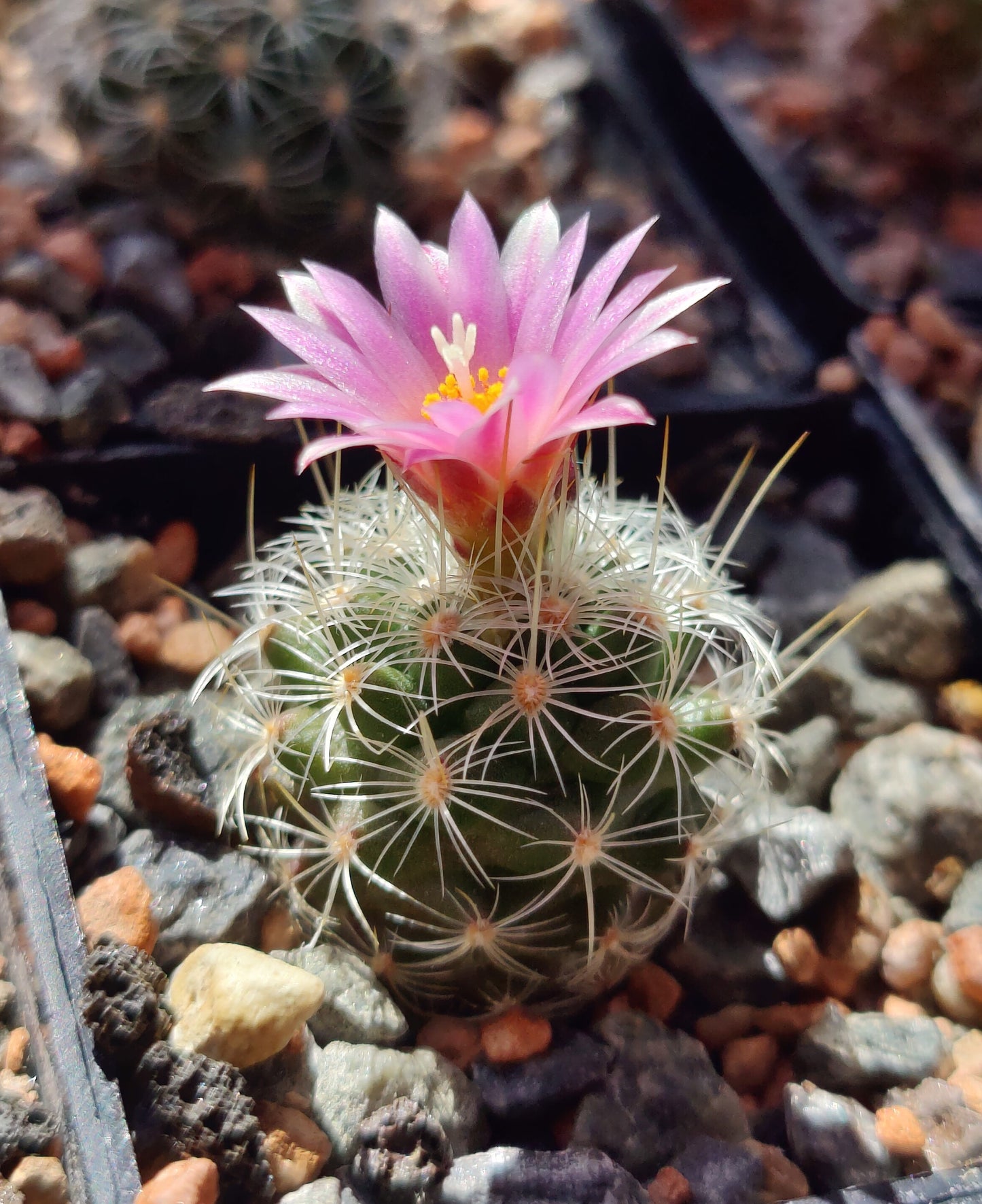 Turbinicarpus knuthianus var. albispinus RS 679 (10 frø)