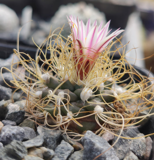 Turbinicarpus pseudomacrochele SB 1049 (10 frø)