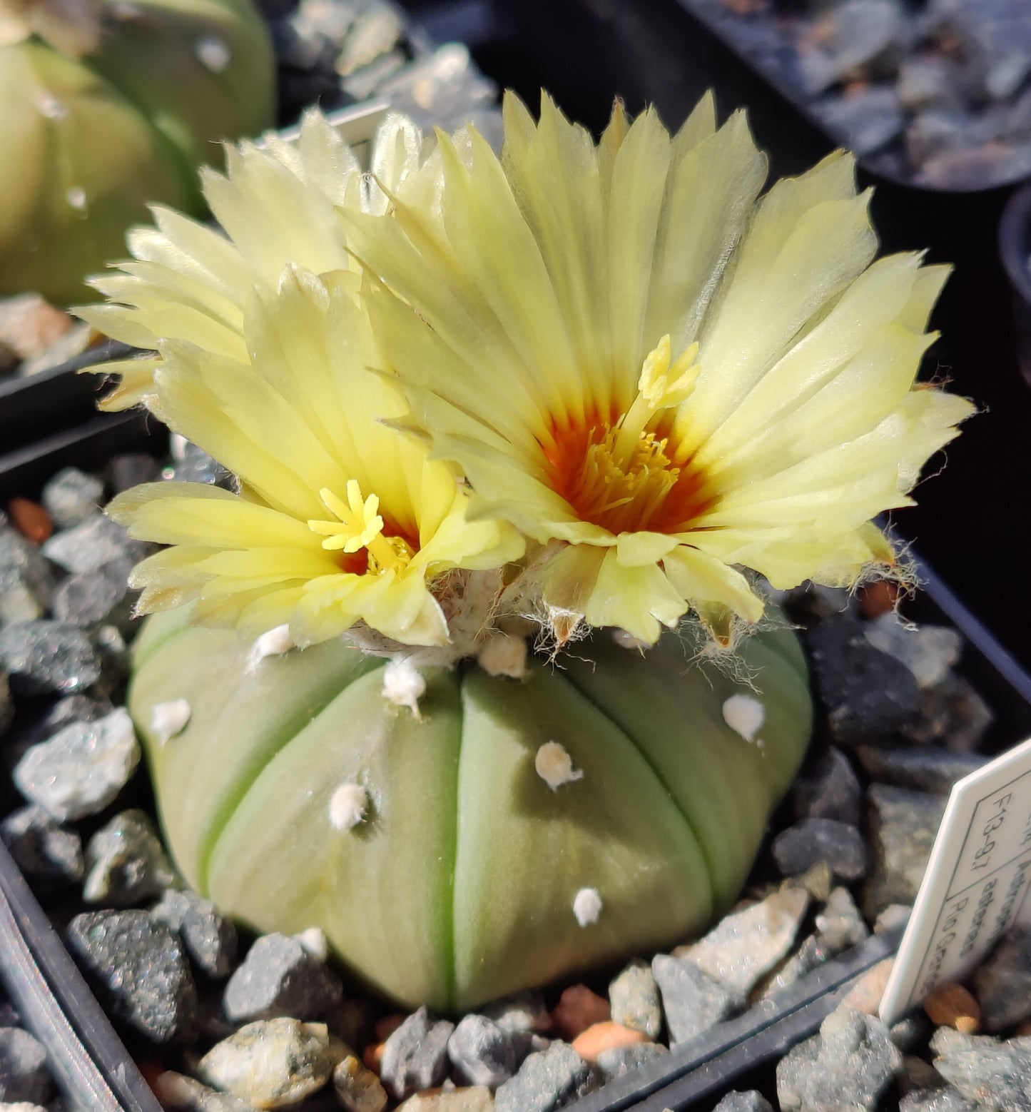 Astrophytum asterias, (Rio Grande) (20 frø)