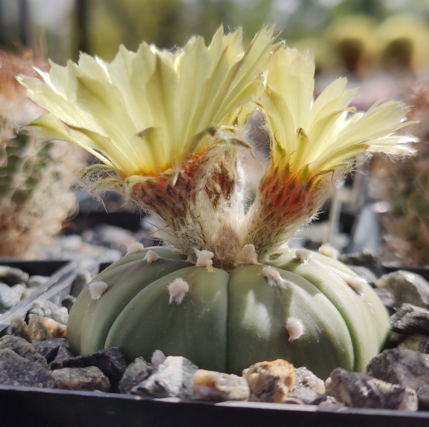 Astrophytum asterias, (Rio Grande) (20 frø)