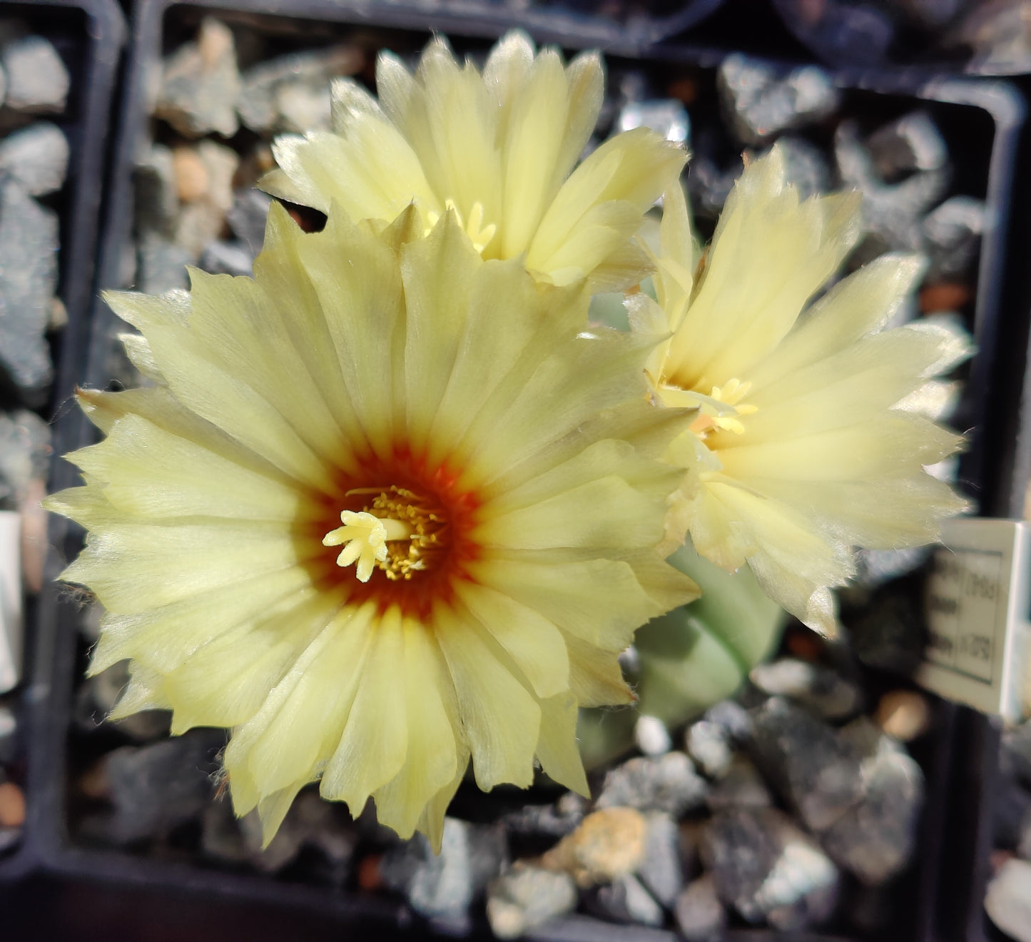 Astrophytum asterias, (Rio Grande) (20 frø)