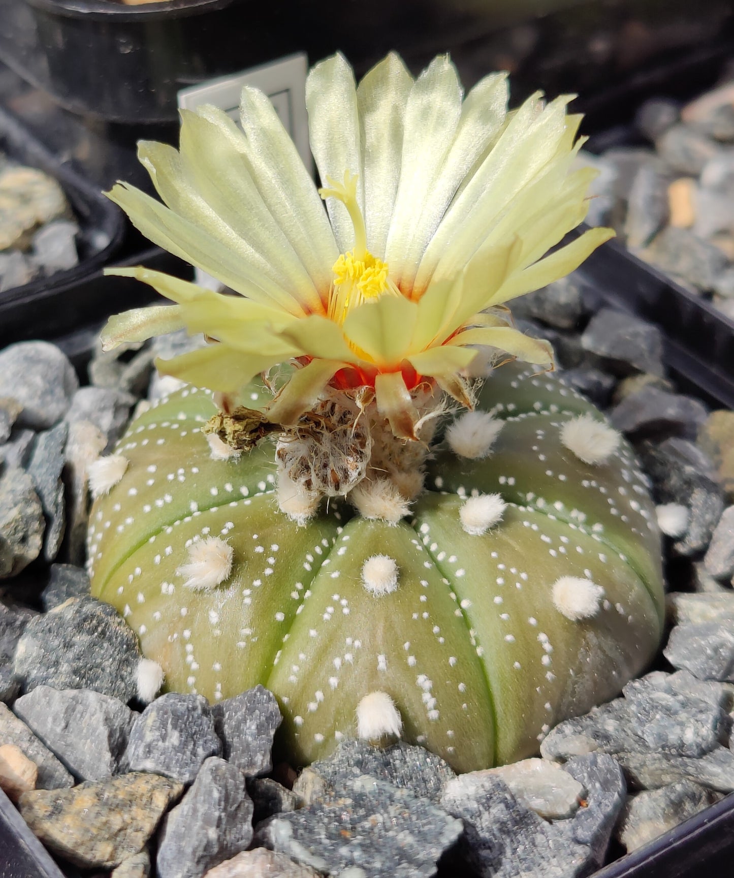 Astrophytum asterias, (Estancion Calles) (20 frø)