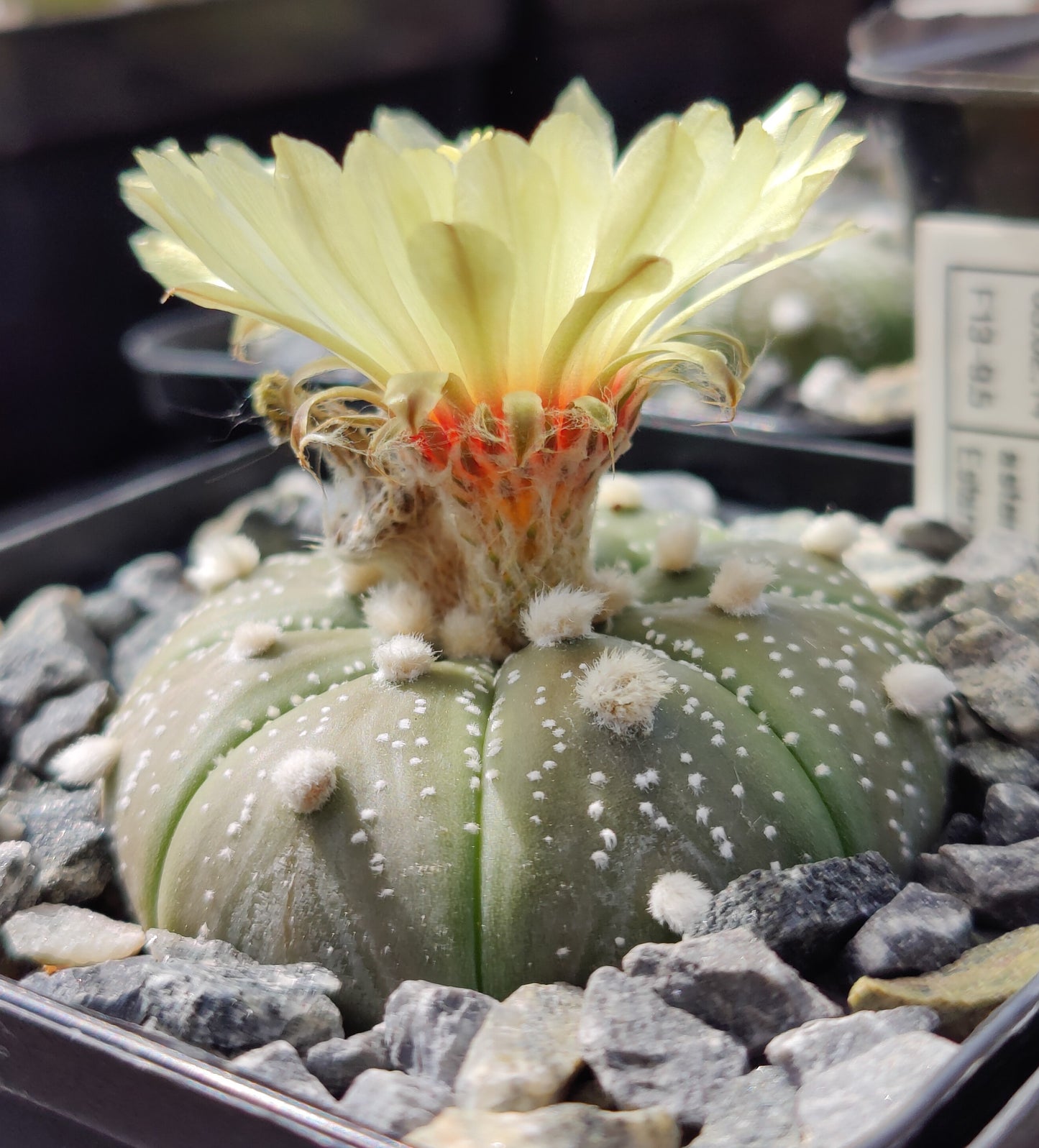 Astrophytum asterias, (Estancion Calles) (20 frø)