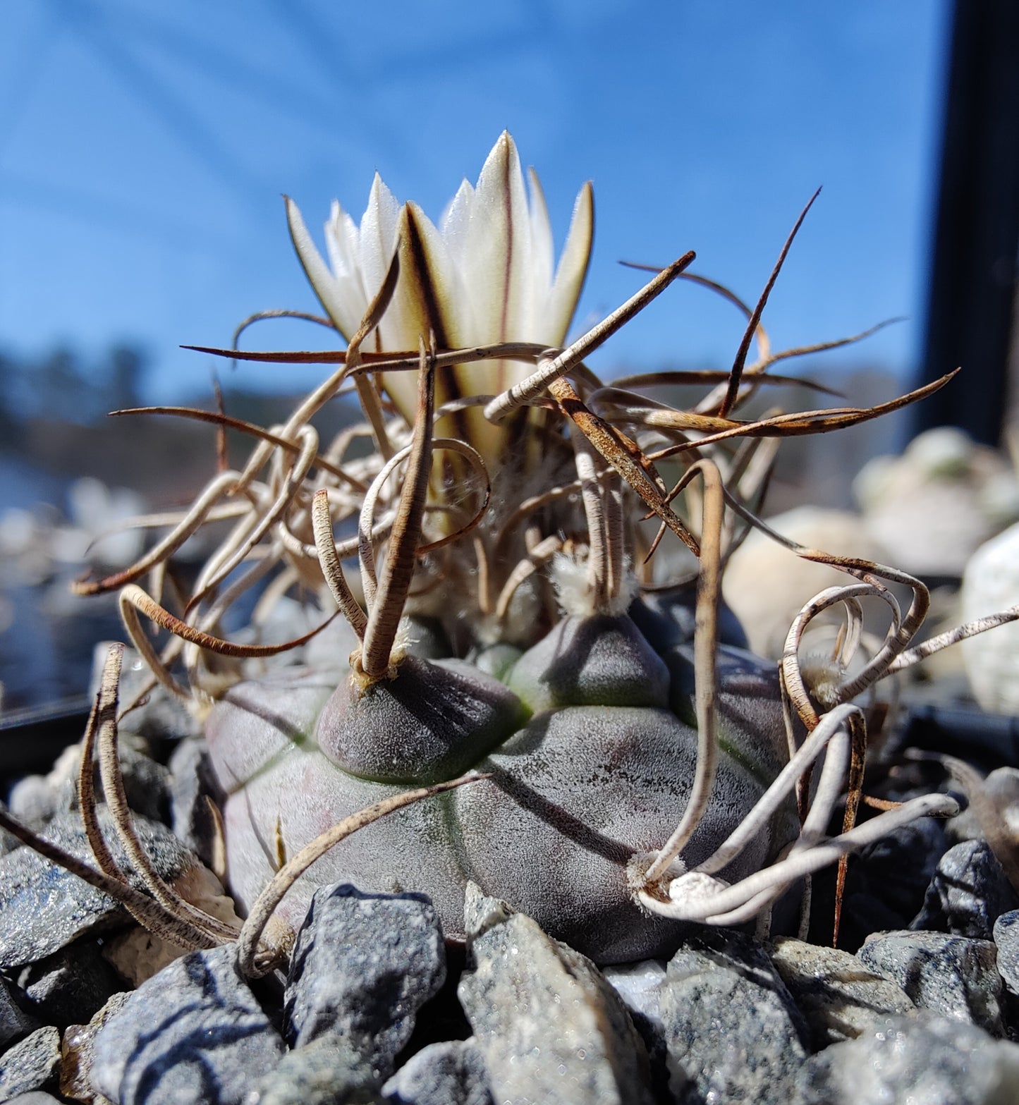 Turbinicarpus macrochele SB 830 (10 frø)