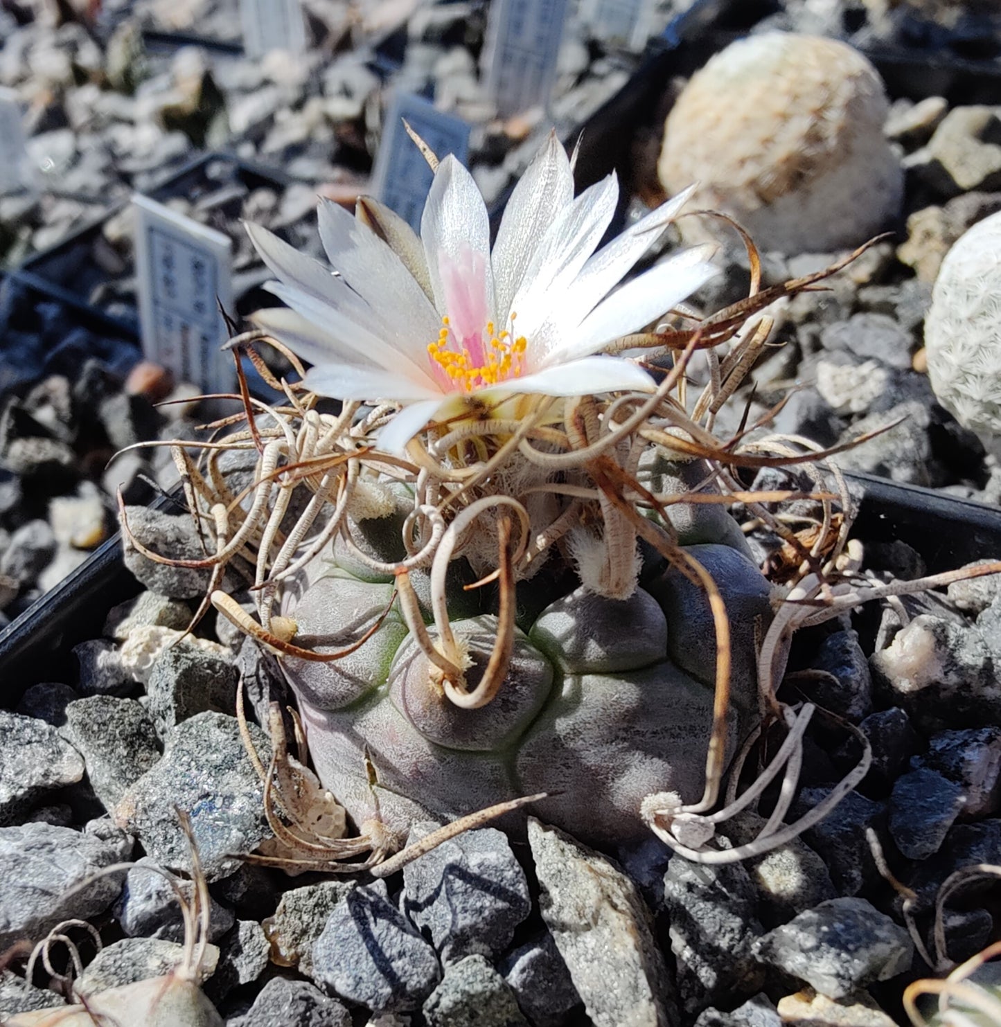 Turbinicarpus macrochele SB 830 (10 frø)