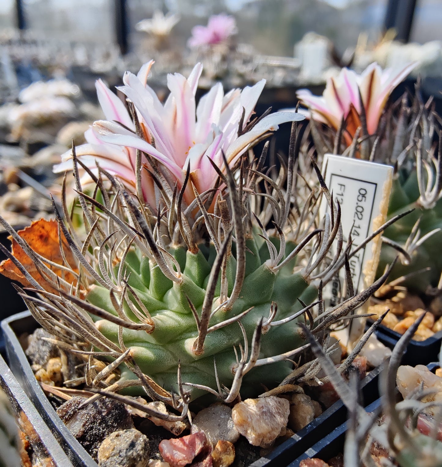 Turbinicarpus schmiedickeanus SB 755 (10 frø)