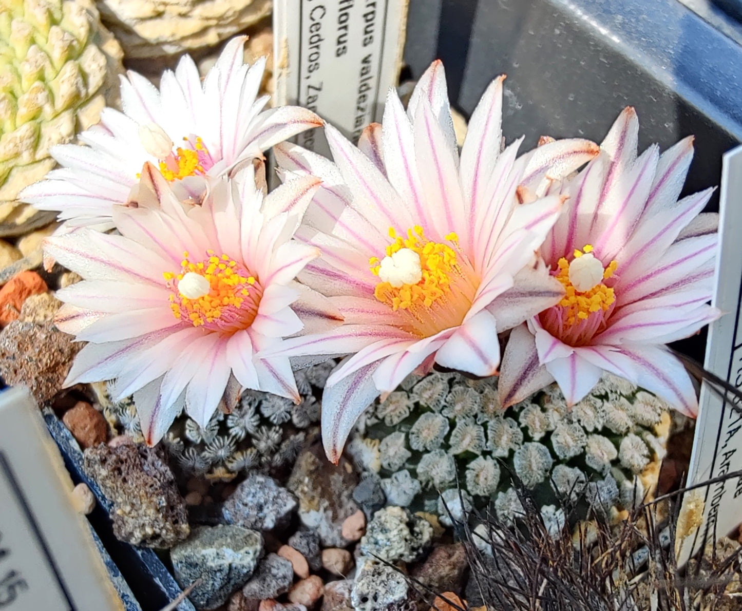 Turbinicarpus valdezianus var. albiflorus, MZ 662 (plant)