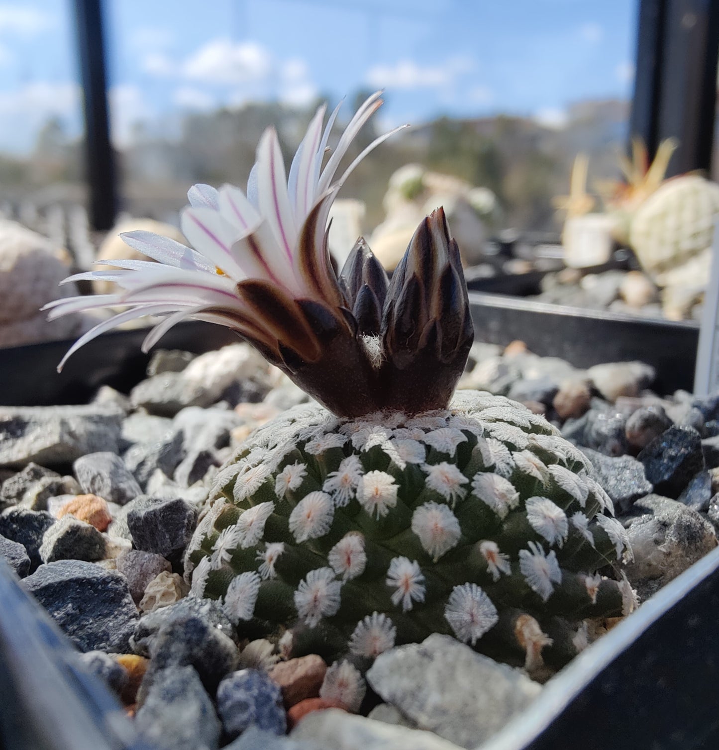 Turbinicarpus valdezianus var. albiflorus SB 250 (10 frø)