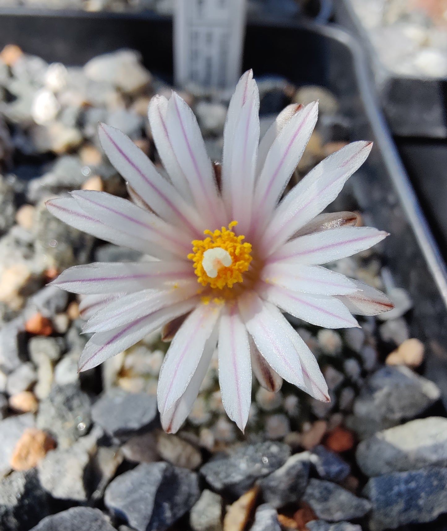 Turbinicarpus valdezianus var. albiflorus SB 250 (10 frø)