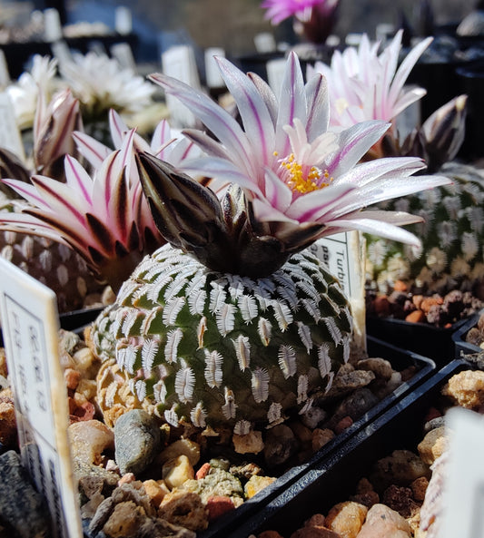 Turbinicarpus pseudopectinatus, Galeana (stripet) (10 frø)