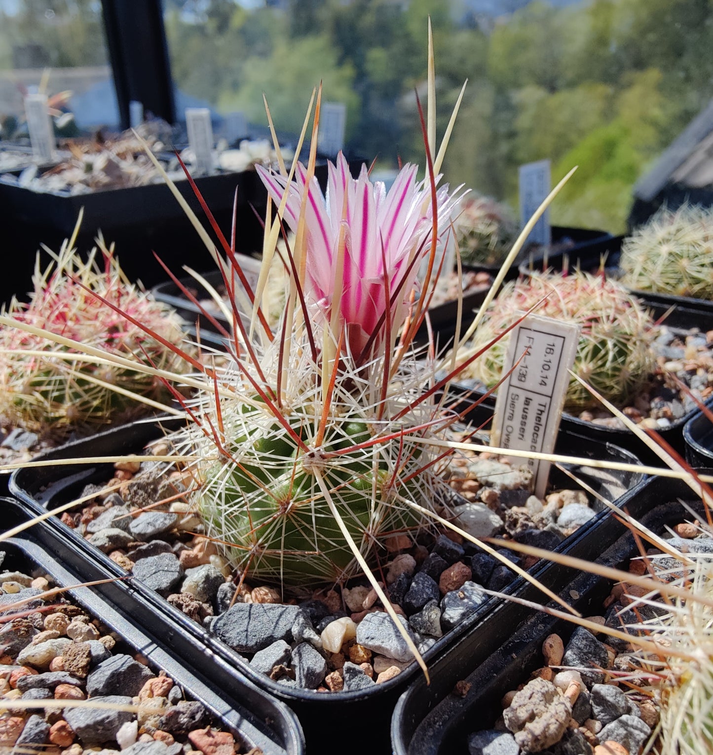 Thelocactus lausseri (10 frø)