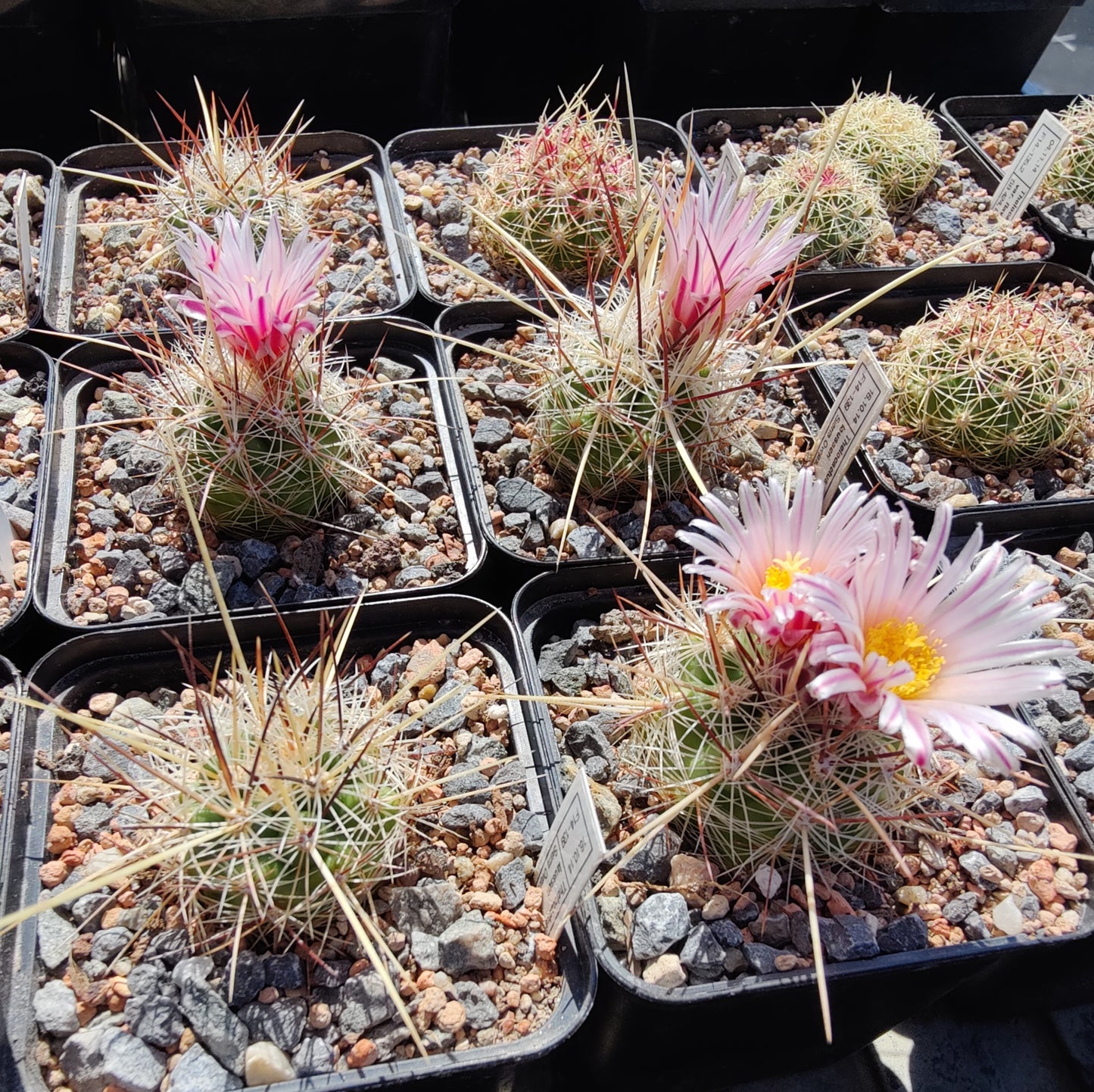 Thelocactus lausseri (10 frø)