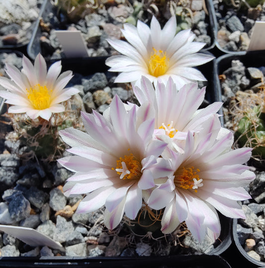 Turbinicarpus pseudomacrochele var. albiflorus MZ 424 (10 frø)