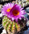 Notocactus uebelmannianus (20 frø)