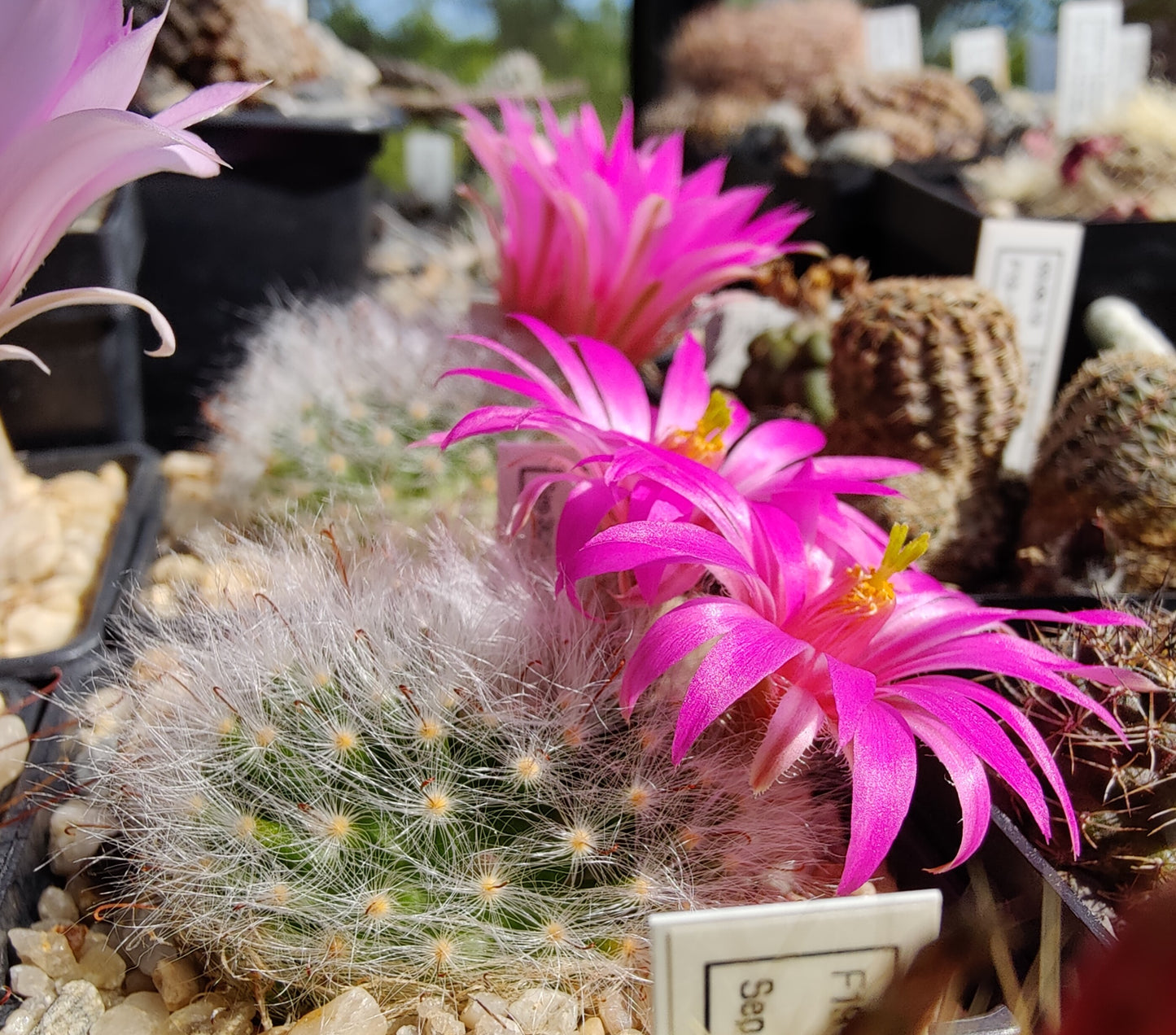 Mammillaria guelzowiana RS 761A (10 frø)