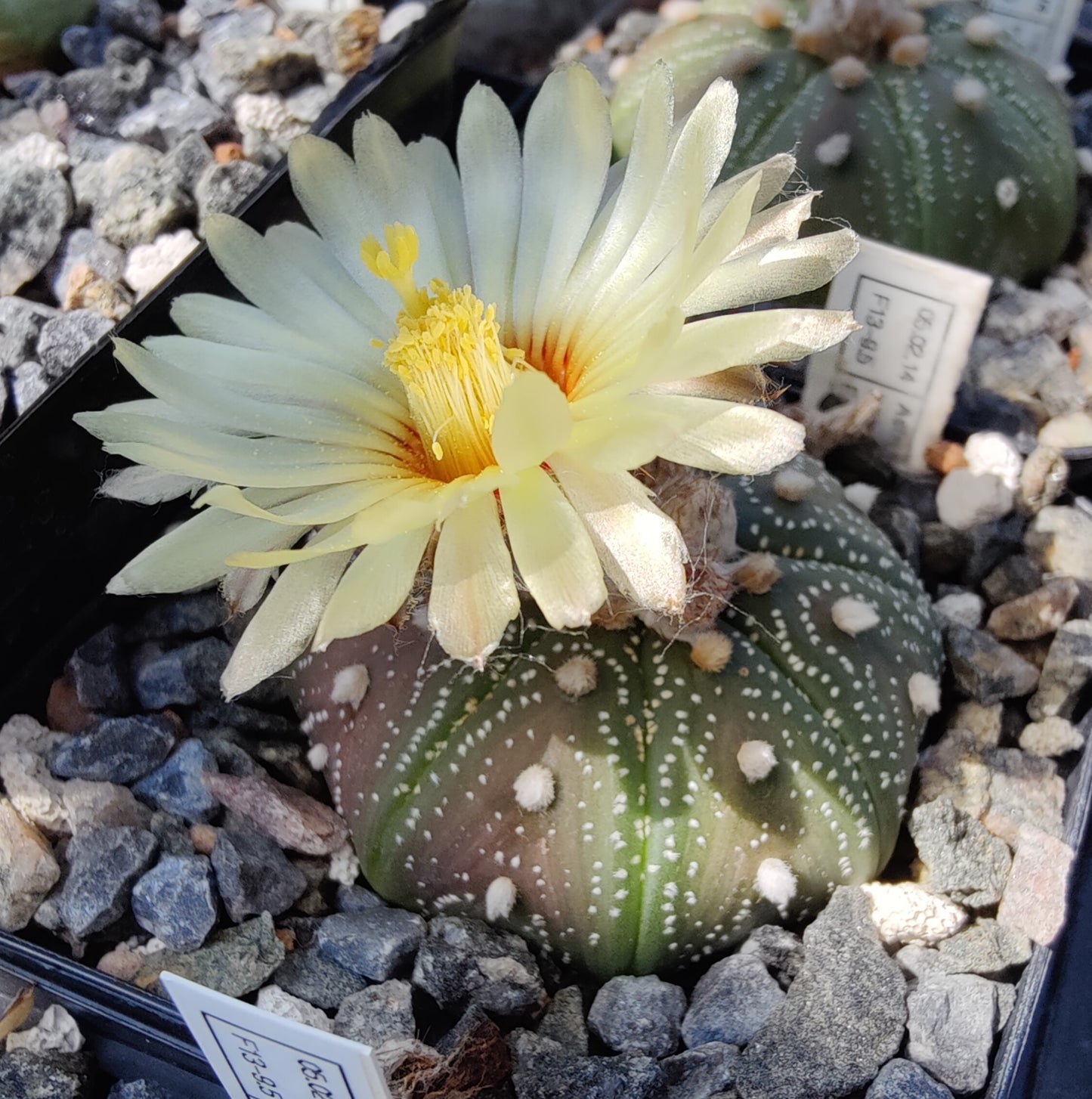 Astrophytum asterias, (Estancion Calles) (20 frø)