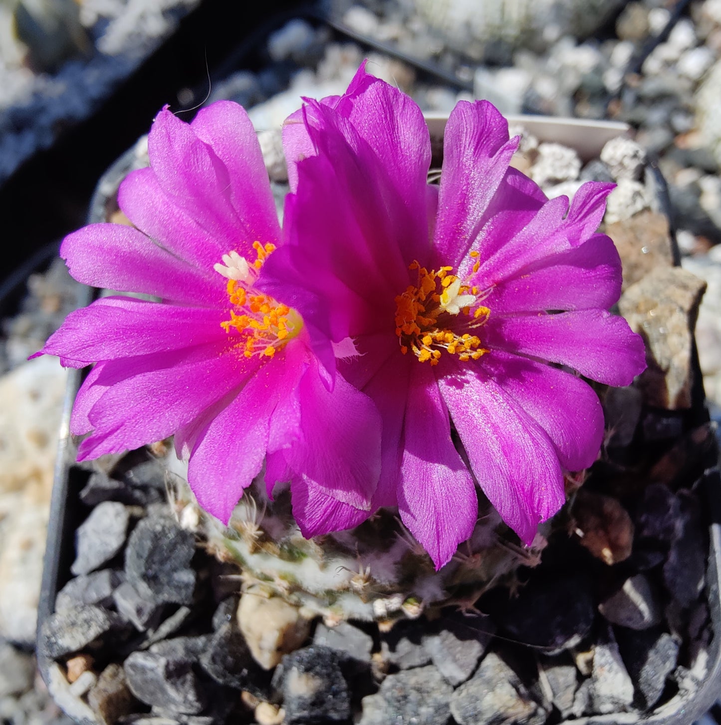 Pelecyphora strobiliformis (10 frø)