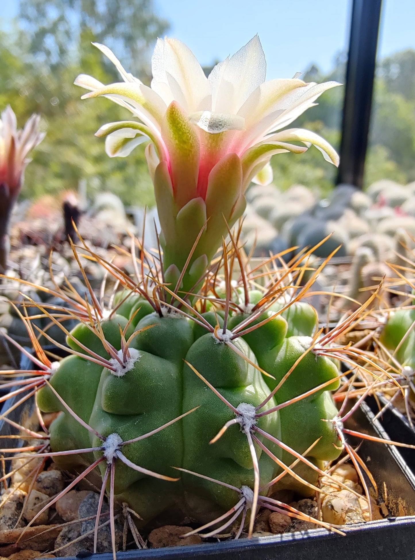 Gymnocalycium gibbosum