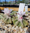 Aztekium ritteri (20 frø)