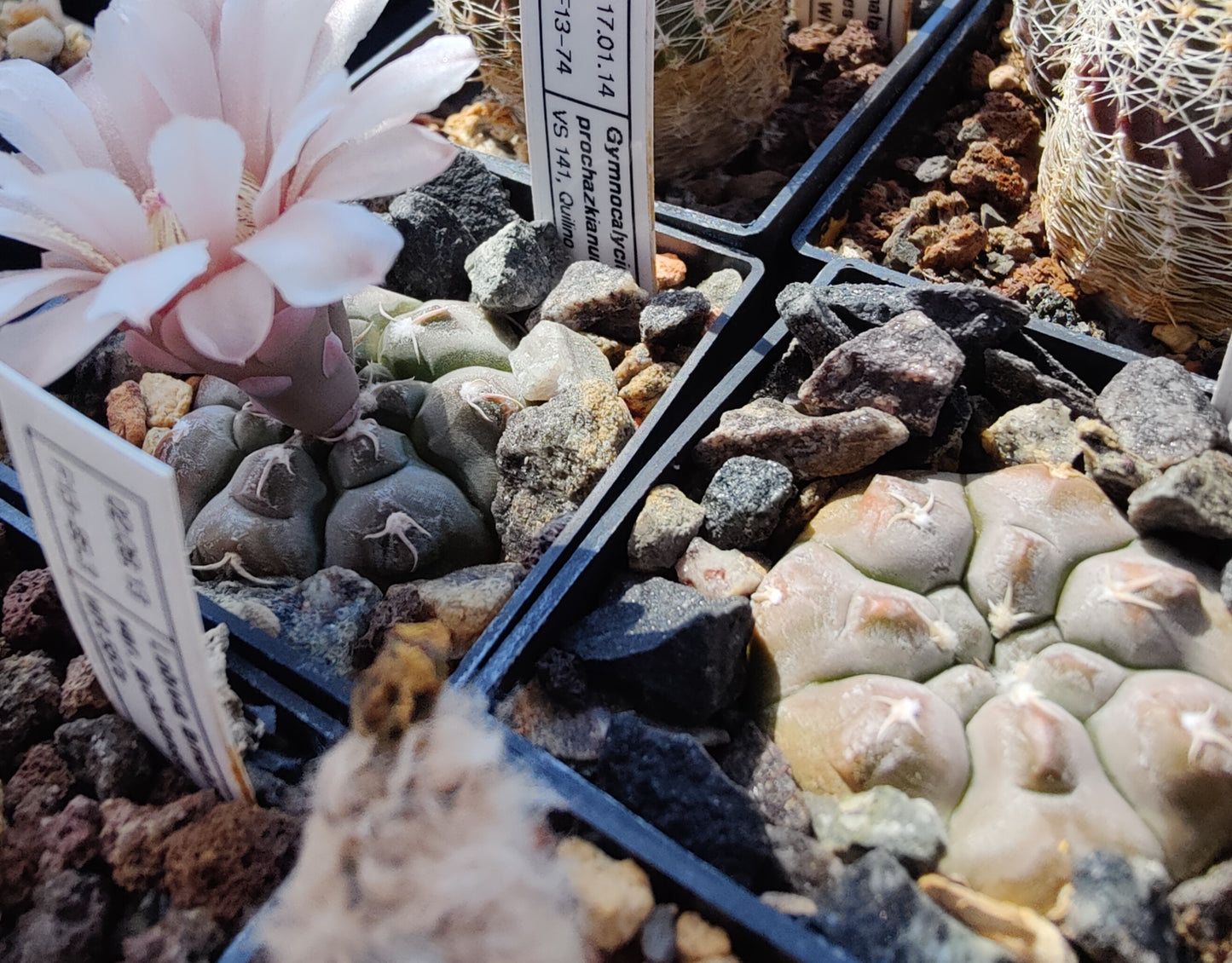 Gymnocalycium prochazkianum VS 141  (10 frø)