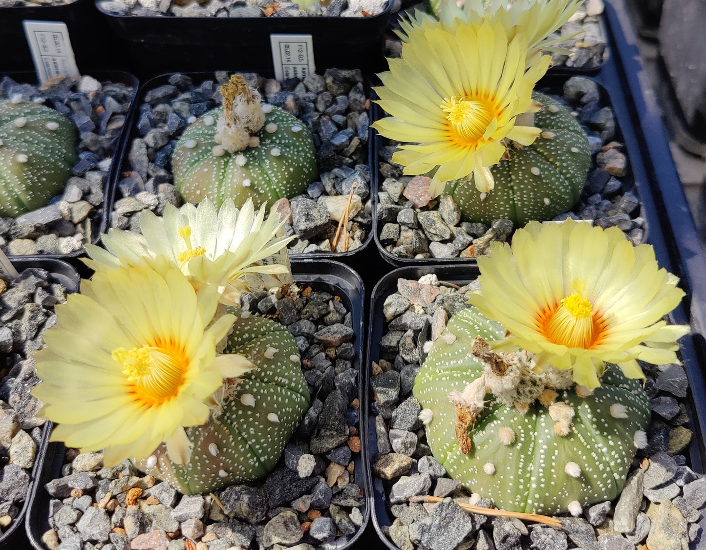 Astrophytum asterias, (Estancion Calles) (20 frø)