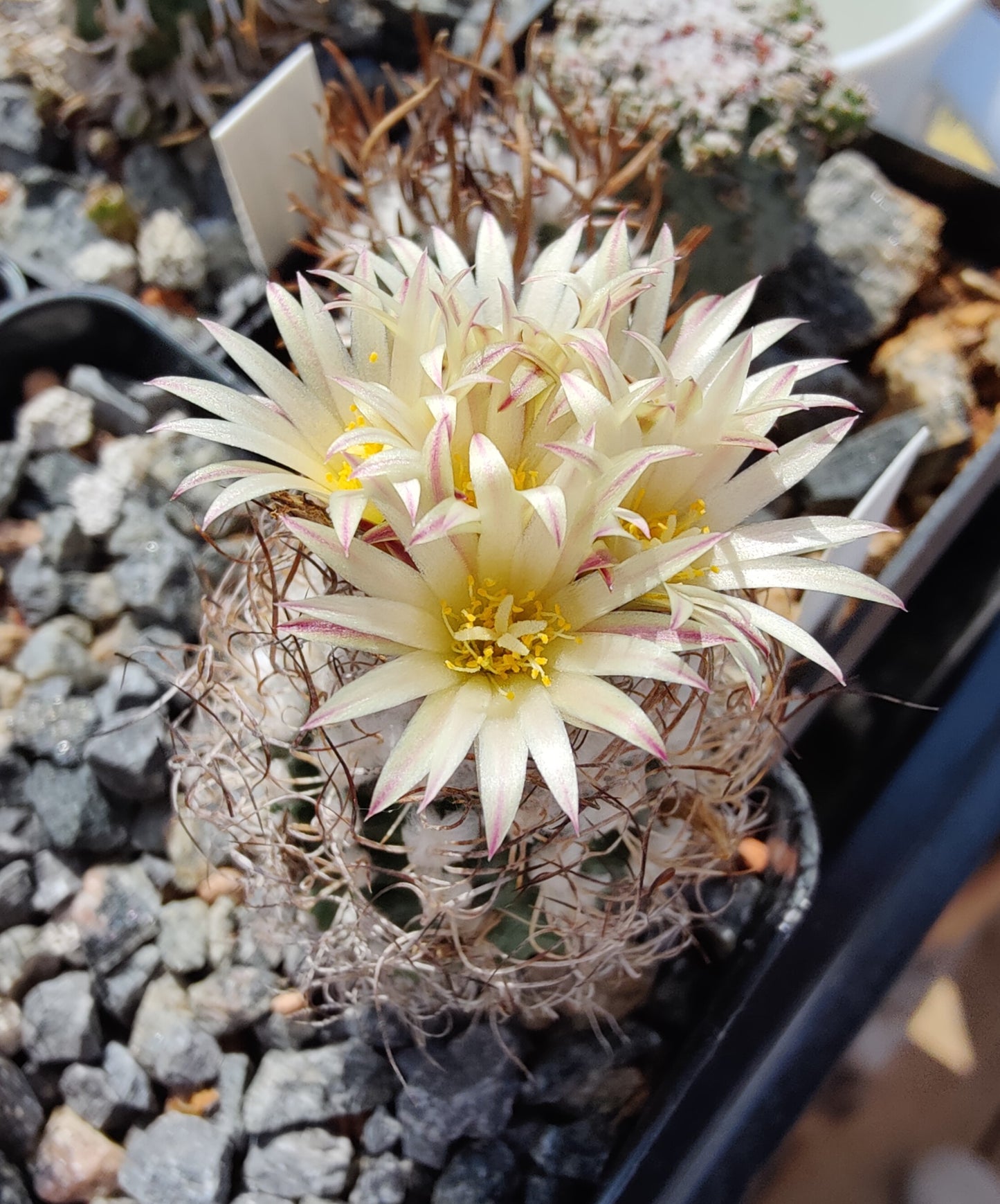 Turbinicarpus minimus MZ 422 (10 frø)