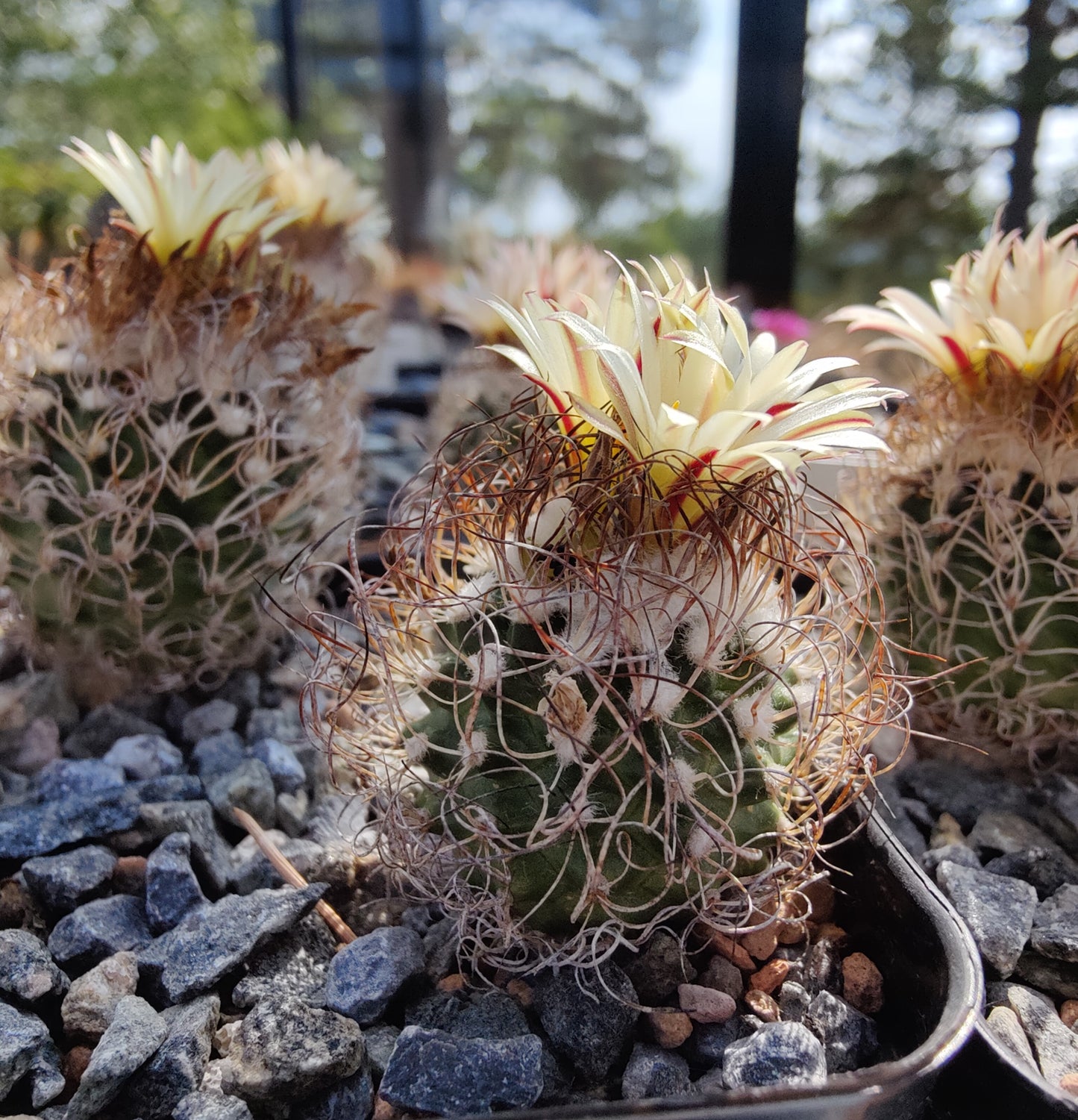 Turbinicarpus minimus MZ 422 (10 frø)