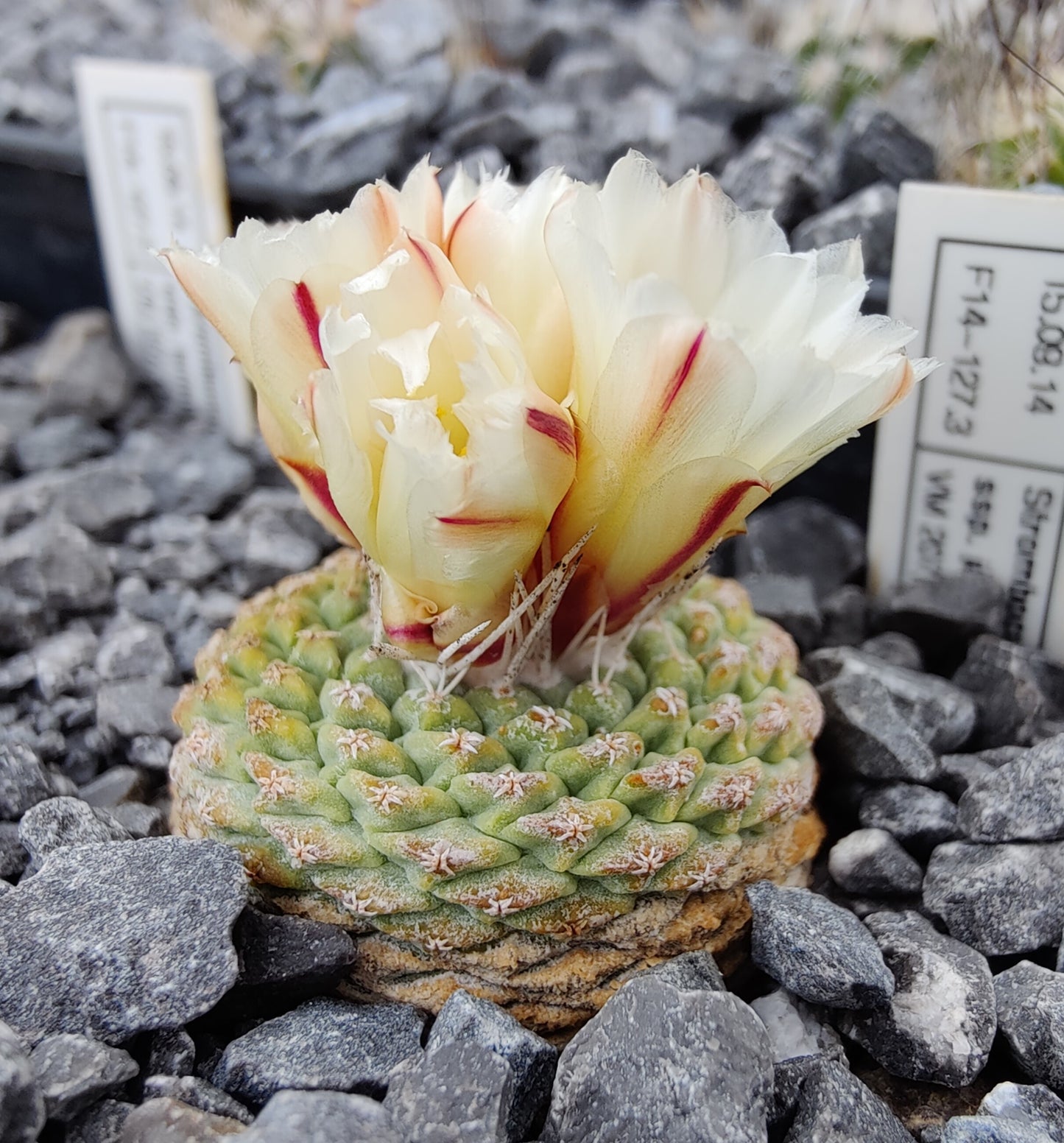 Strombocactus disciformis ssp. jarmilae VM 207 (30 frø)