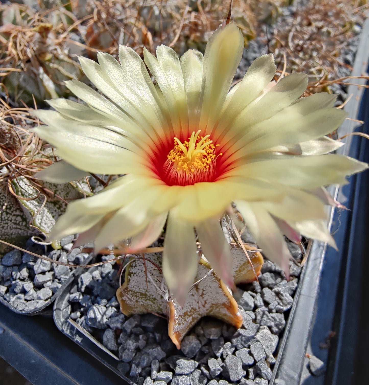 Astrophytum capricorne SB 331 (20 frø)