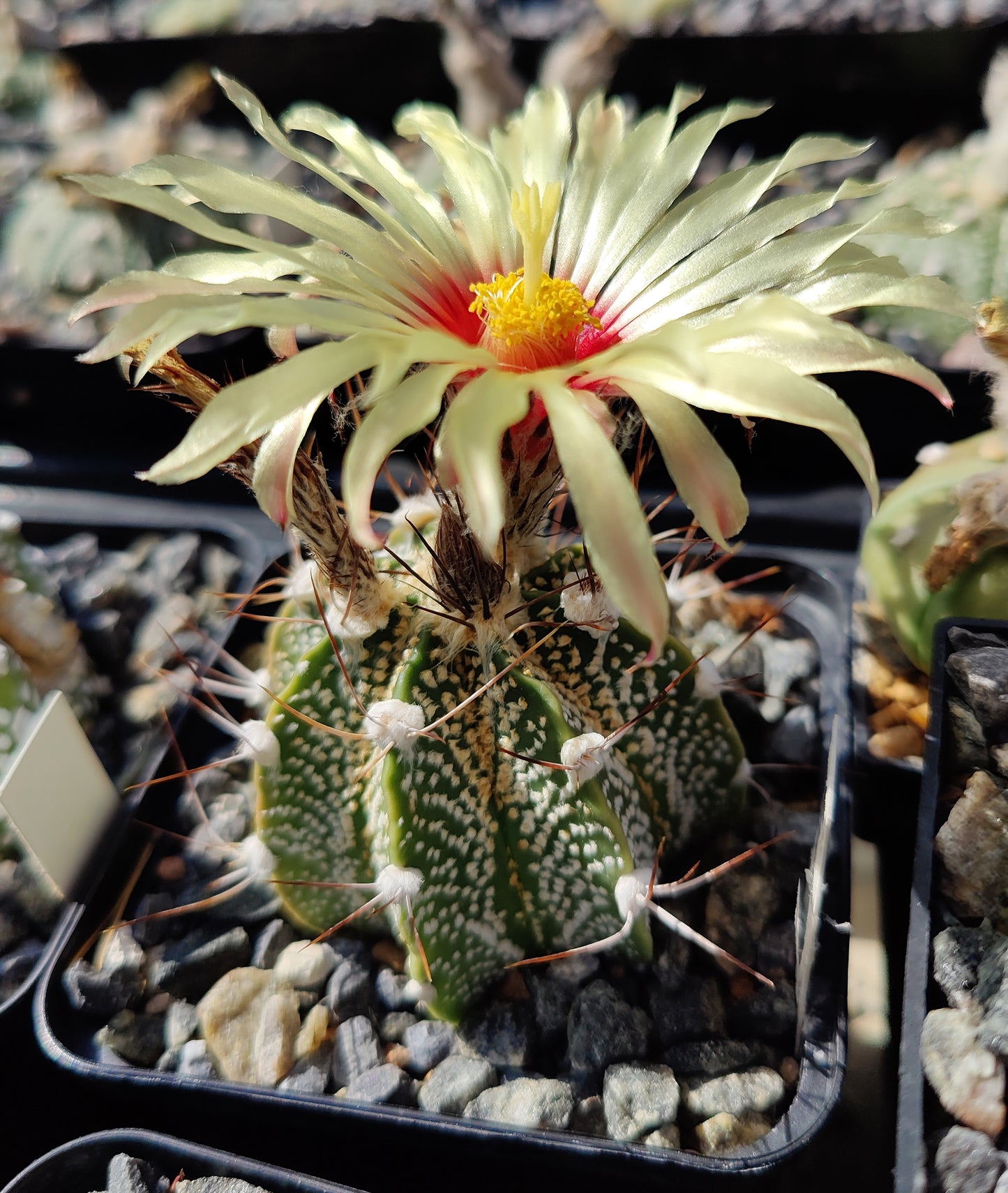 Astrophytum asterias Hybrid MIX (20 frø)
