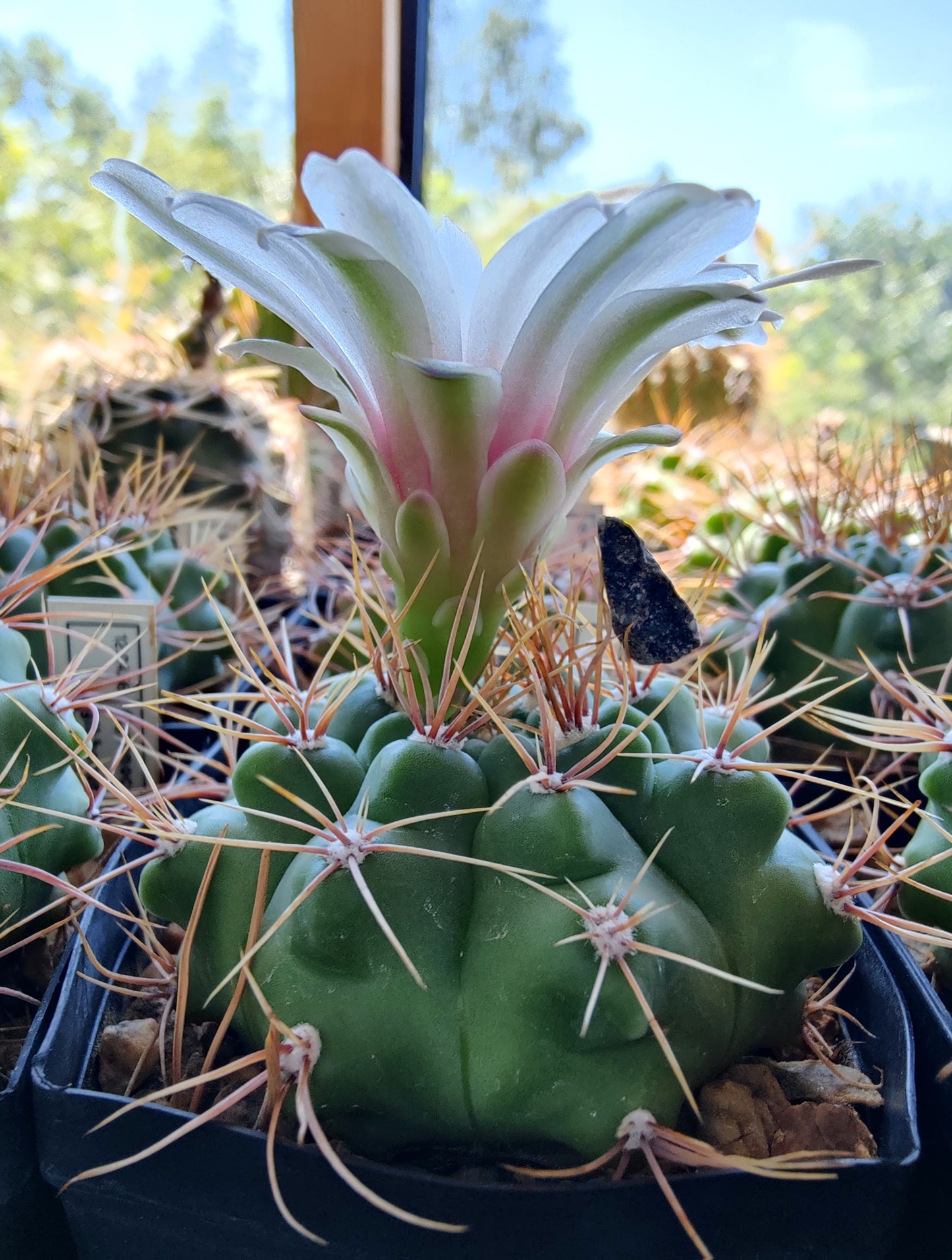 Gymnocalycium gibbosum (plant)