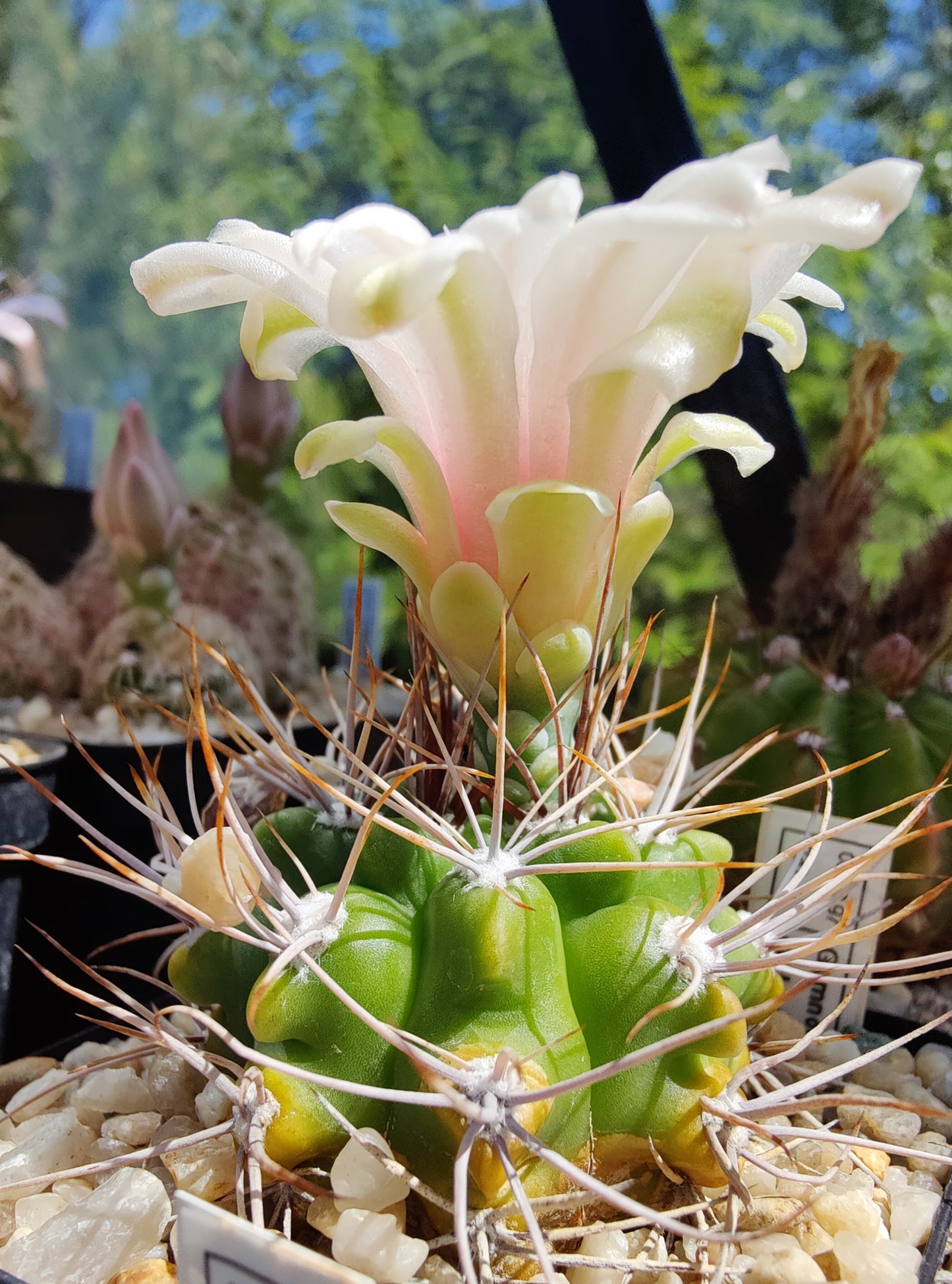 Gymnocalycium gibbosum