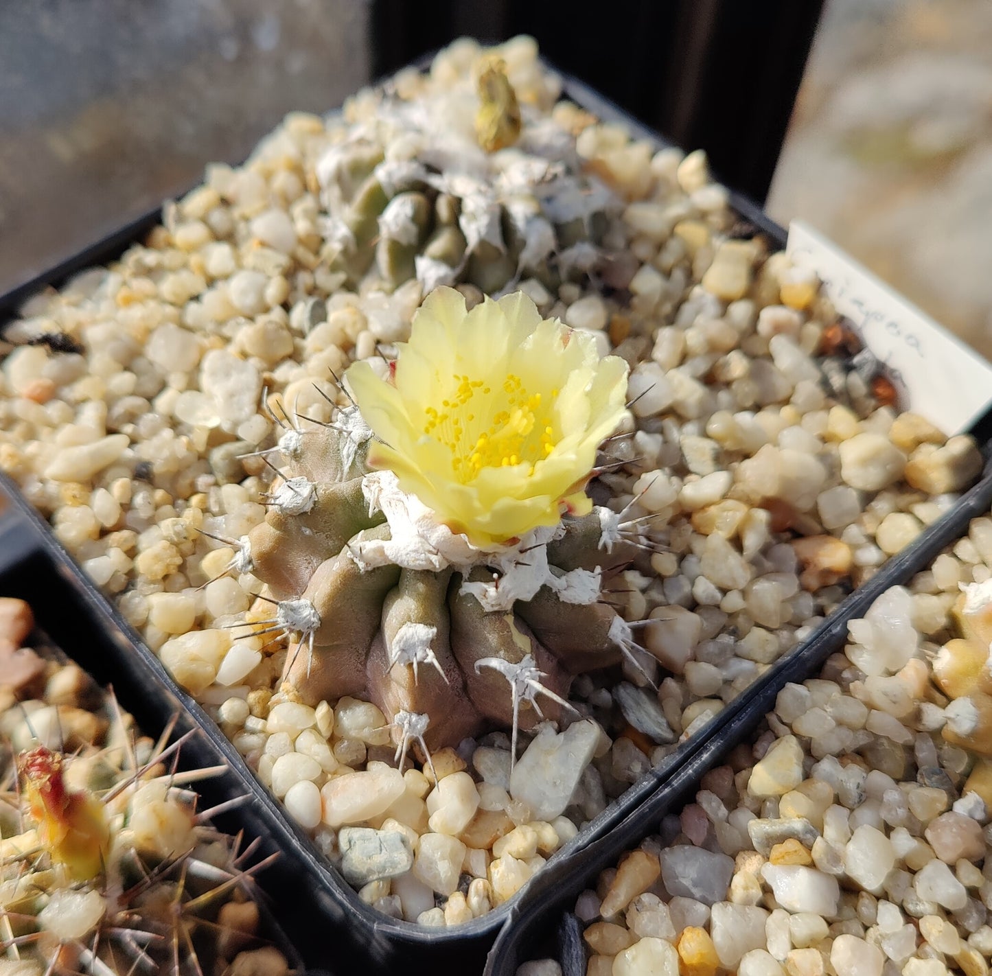 Copiapoa mollicula (10 frø)