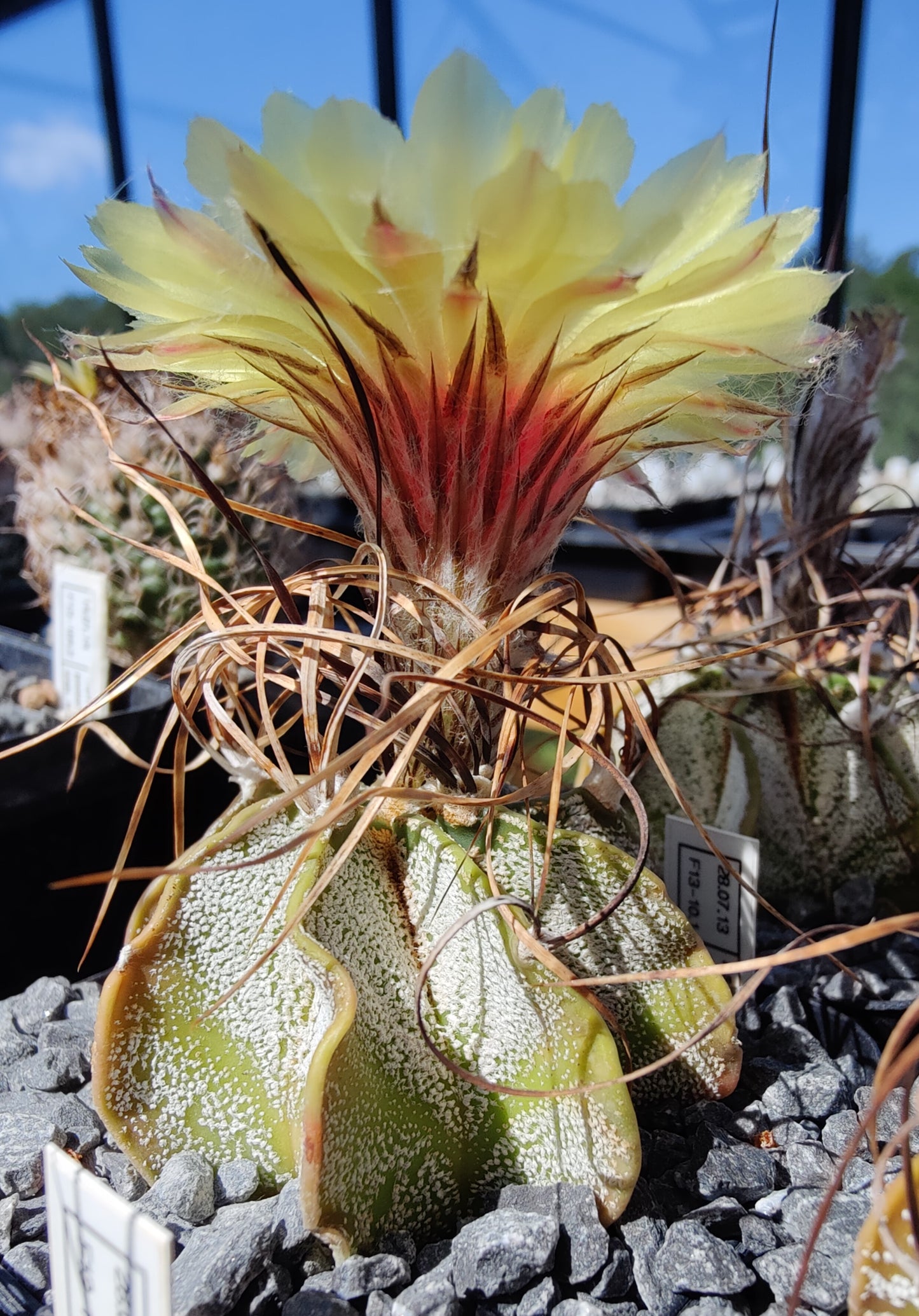 Astrophytum capricorne SB 331 (20 frø)