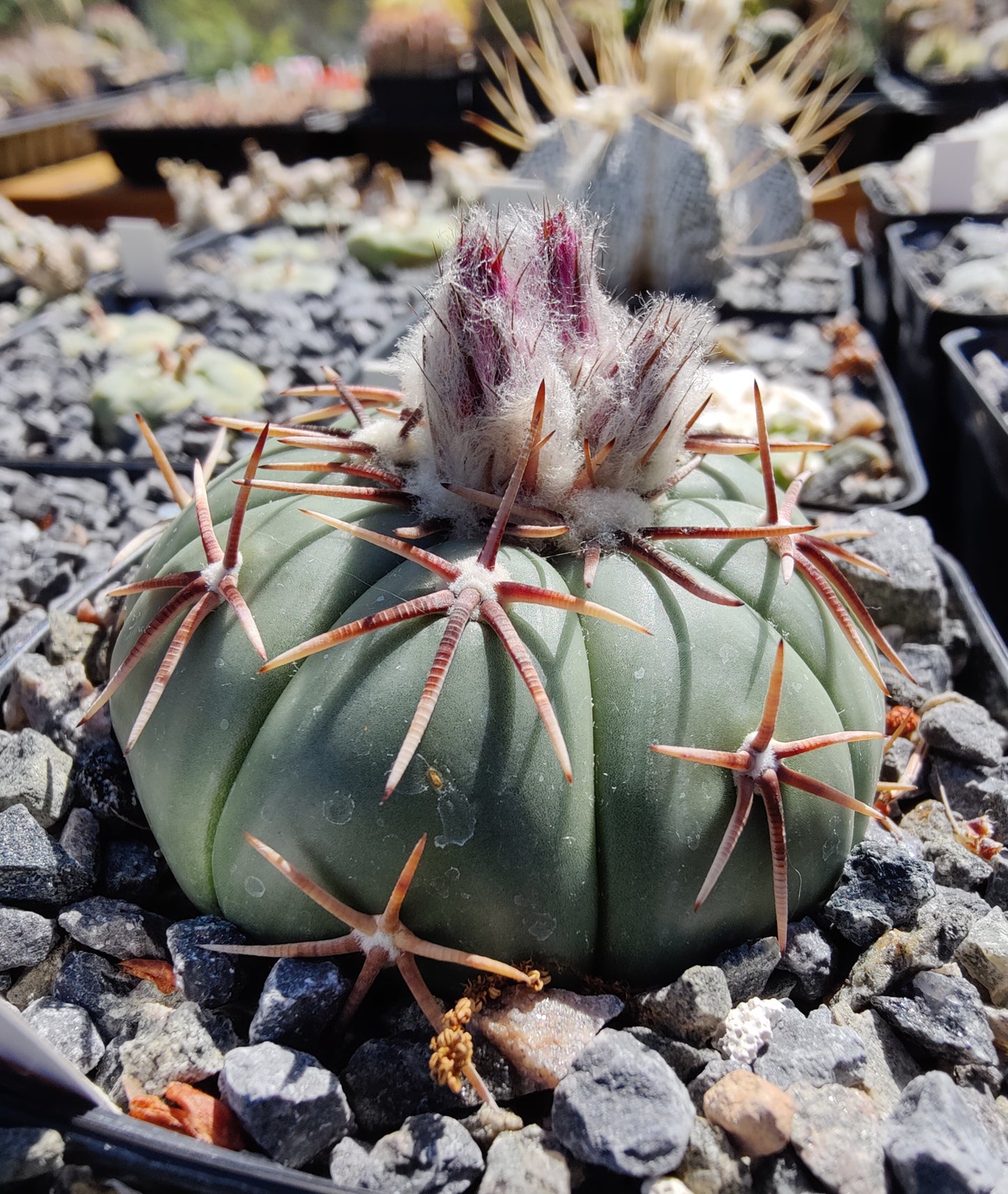 Echinocactus horizonthalonius (10 frø)