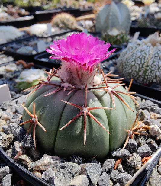 Echinocactus horizonthalonius (10 frø)