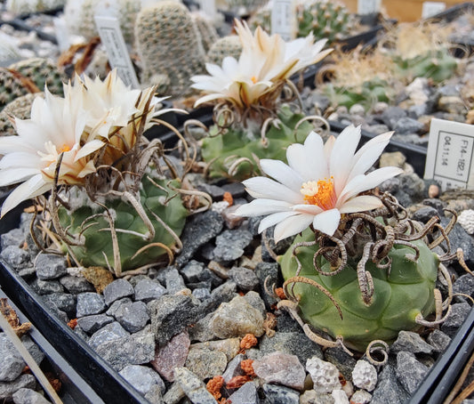 Turbinicarpus schwarzii SB 756 (10 frø)