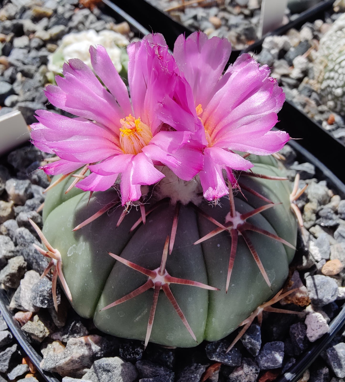 Echinocactus horizonthalonius (10 frø)