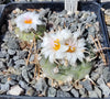Turbinicarpus polaskii SB 269 (20 frø)