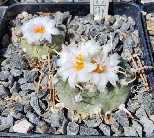 Turbinicarpus polaskii SB 269 (10 frø)