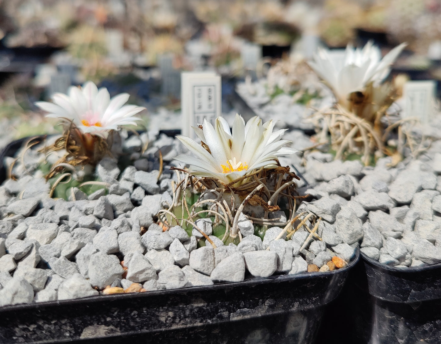 Turbinicarpus longispinus BON 494 (10 frø)