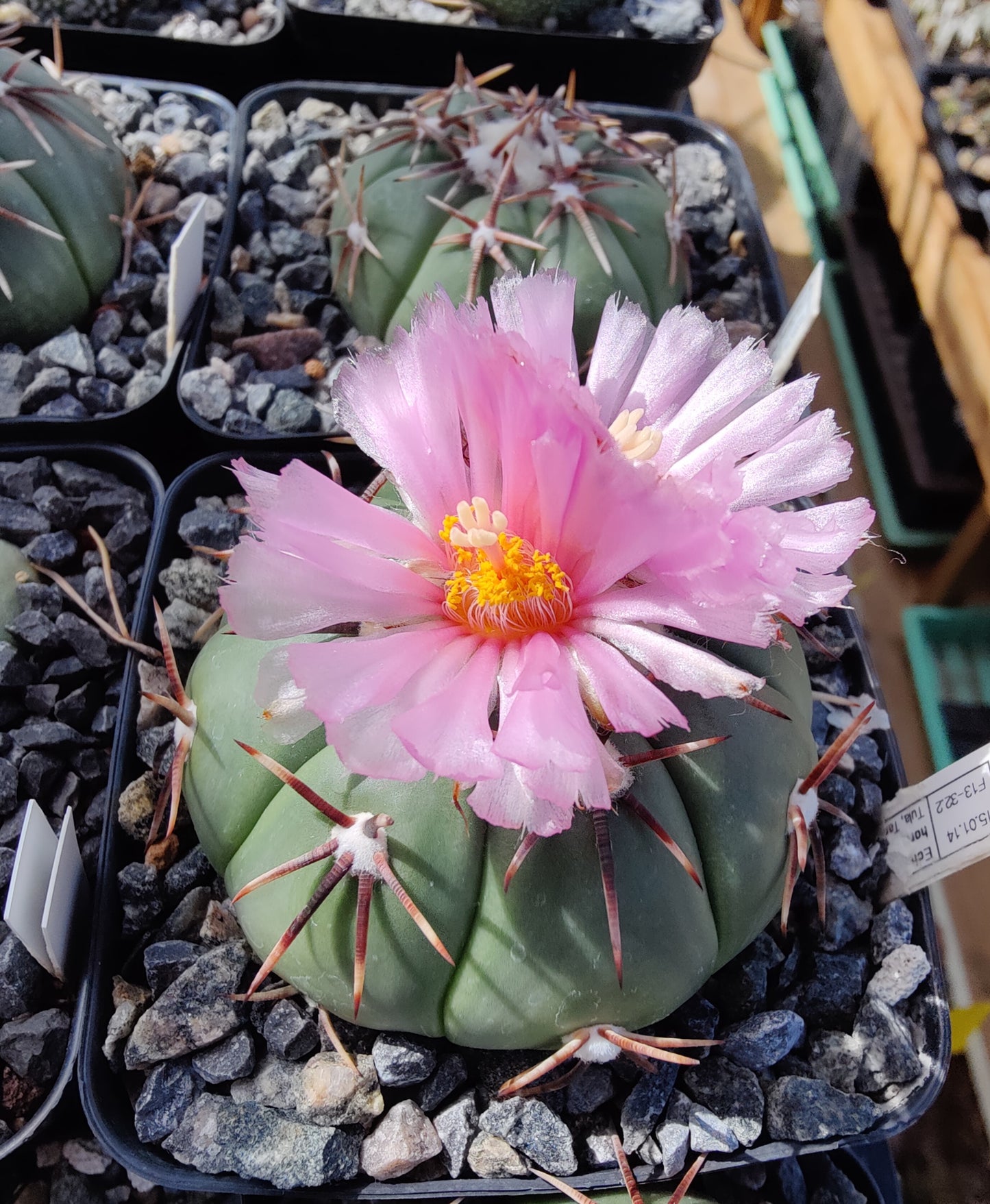 Echinocactus horizonthalonius (10 frø)