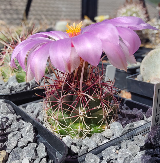 Thelocactus bicolor SB 278 (10 frø)